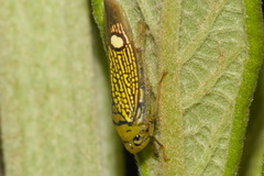 Parathona gratiosa