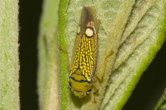 Parathona gratiosa