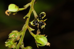 Pombalia communis