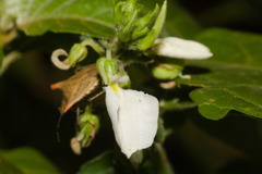 Pombalia communis