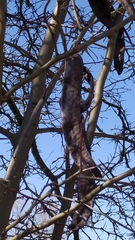 Gleditsia triacanthos