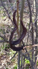 Gleditsia triacanthos