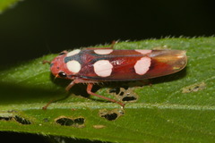 Tettisama quinquemaculata