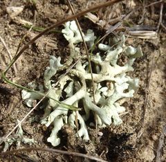 Xanthoparmelia camtschadalis