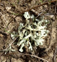 Xanthoparmelia camtschadalis