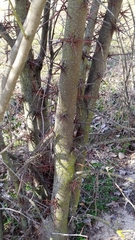 Gleditsia triacanthos