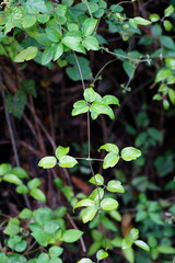 Clematis formosana