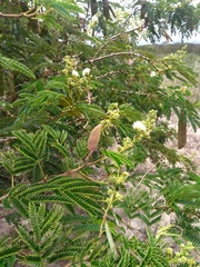 Senegalia polyphylla