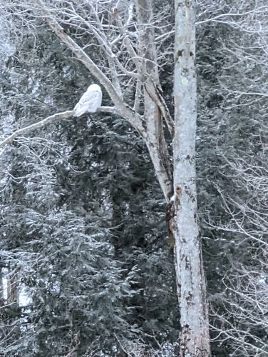 Snowy Owl photographed in New York