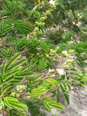 Senegalia polyphylla