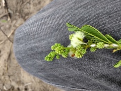 Senegalia polyphylla