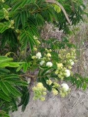 Senegalia polyphylla