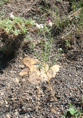 Callicephalus nitens