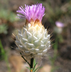 Callicephalus nitens