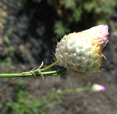 Callicephalus nitens