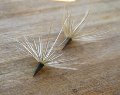 Callicephalus nitens