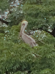 Pelecanus occidentalis