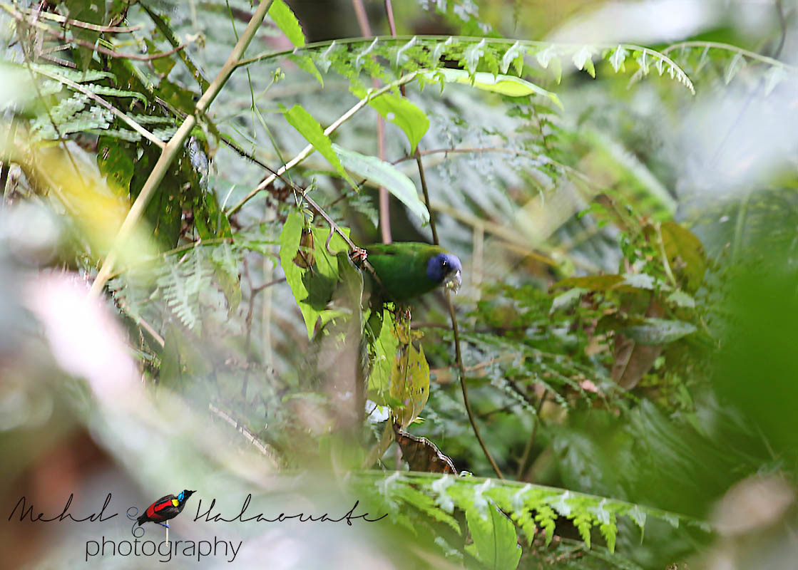 Papuan Parrotfinch illustration