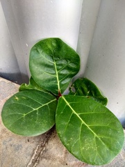 Ficus obtusifolia