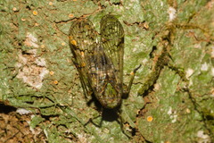 Cladodipterini