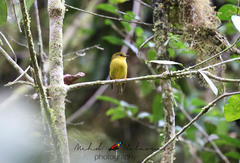 Microeca papuana