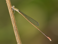 Aciagrion pallidum