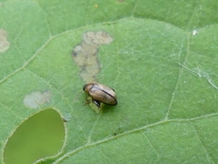 Psylliodes affinis