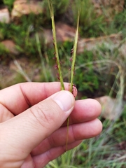 Diheteropogon amplectens