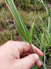 Diheteropogon amplectens