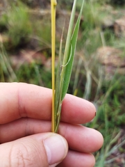 Diheteropogon amplectens