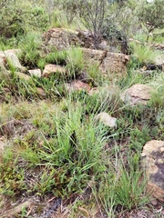 Diheteropogon amplectens