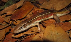 Gerrhosaurus nigrolineatus