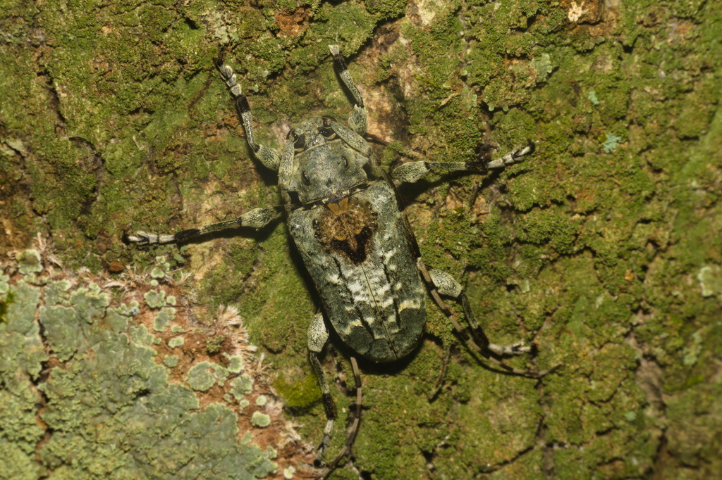 Ateralphus dejeani