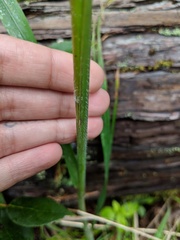 Bromus carinatus