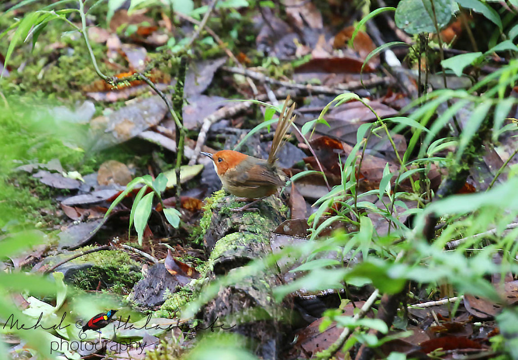Orange-Crowned Fairywren