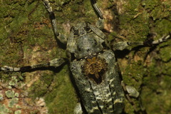 Ateralphus dejeani