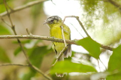 Pogonotriccus eximius