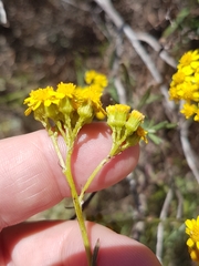 Senecio rosmarinifolius