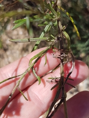 Senecio rosmarinifolius