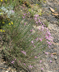 Dianthus orientalis