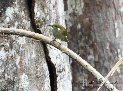 Microptilotis orientalis, 2020-03-18