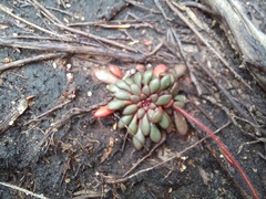 Stylidium assimile