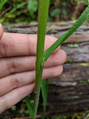 Bromus carinatus