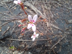 Stylidium assimile