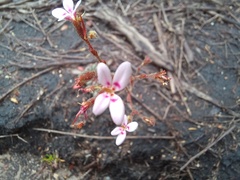 Stylidium assimile