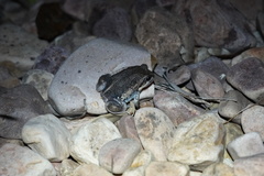 Limnodynastes dumerilii dumerilii