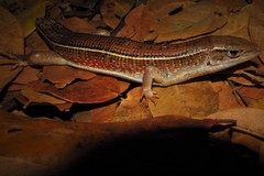 Gerrhosaurus nigrolineatus