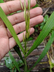 Bromus carinatus