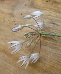 Allium moschatum