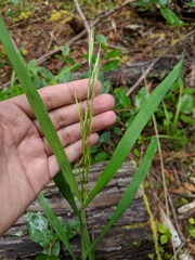 Bromus carinatus